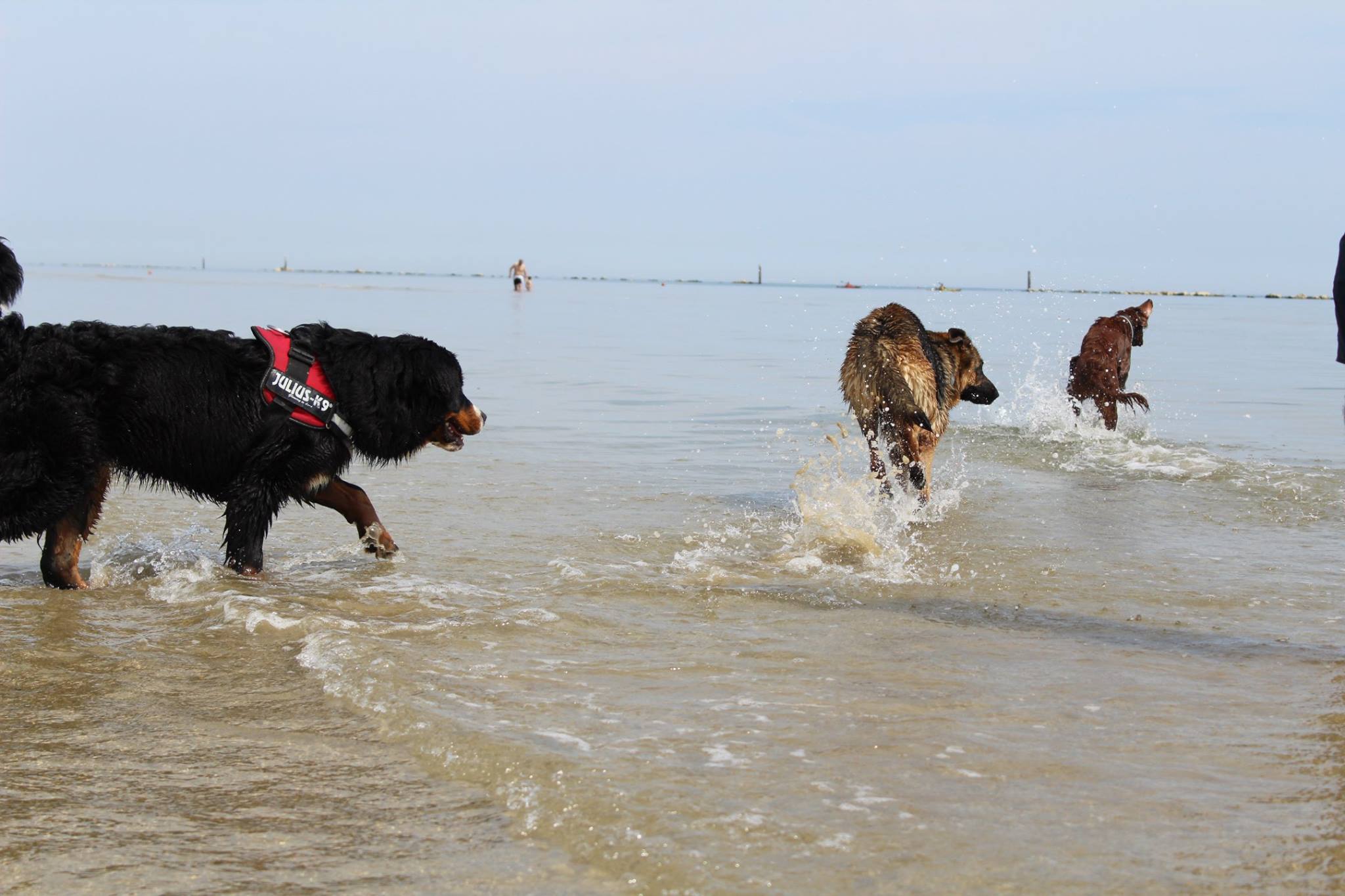 Le migliori spiagge per cani in Italia