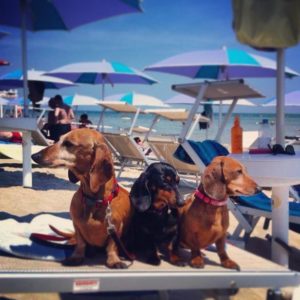 Servizi per il tuo amico a quattro zampe presso la spiaggia per cani "ISLAMORADA - Dog Beach" a Fano loc. Pontesasso