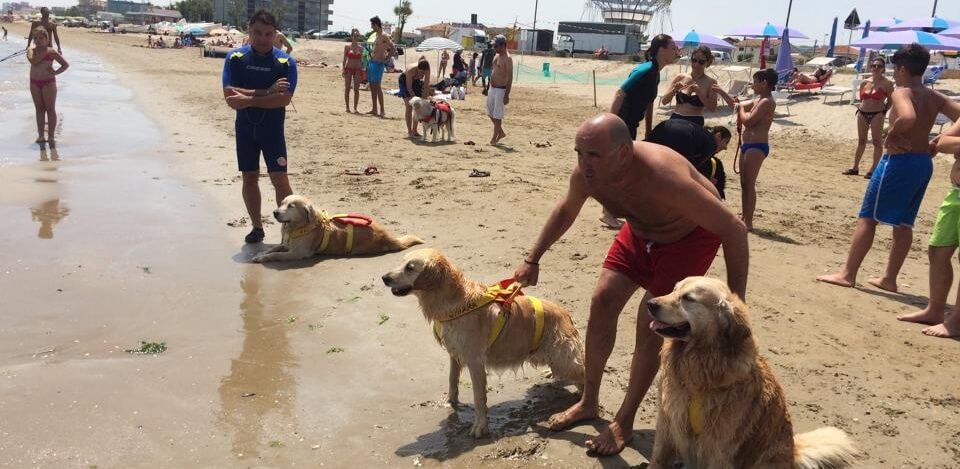 Cani da salvataggio ad Islamorada, spiaggia per cani a Pontesasso di Fano