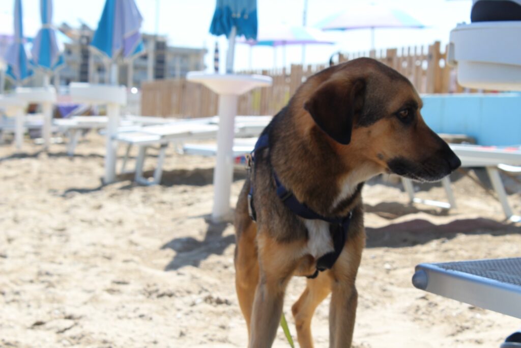 Attività da fare con il cane in spiaggia