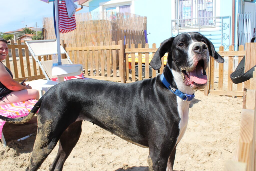 10 motivi per portare il cane in spiaggia