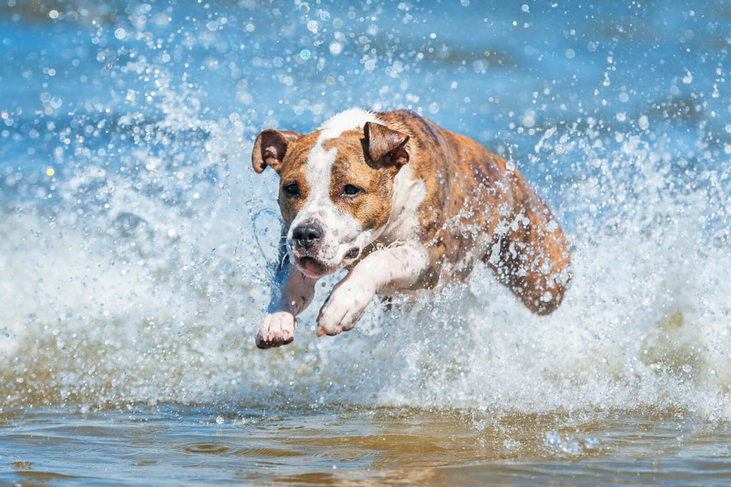 Sfondo Islamorada, spiaggia per cani a Fano sulla riviera Adriatica