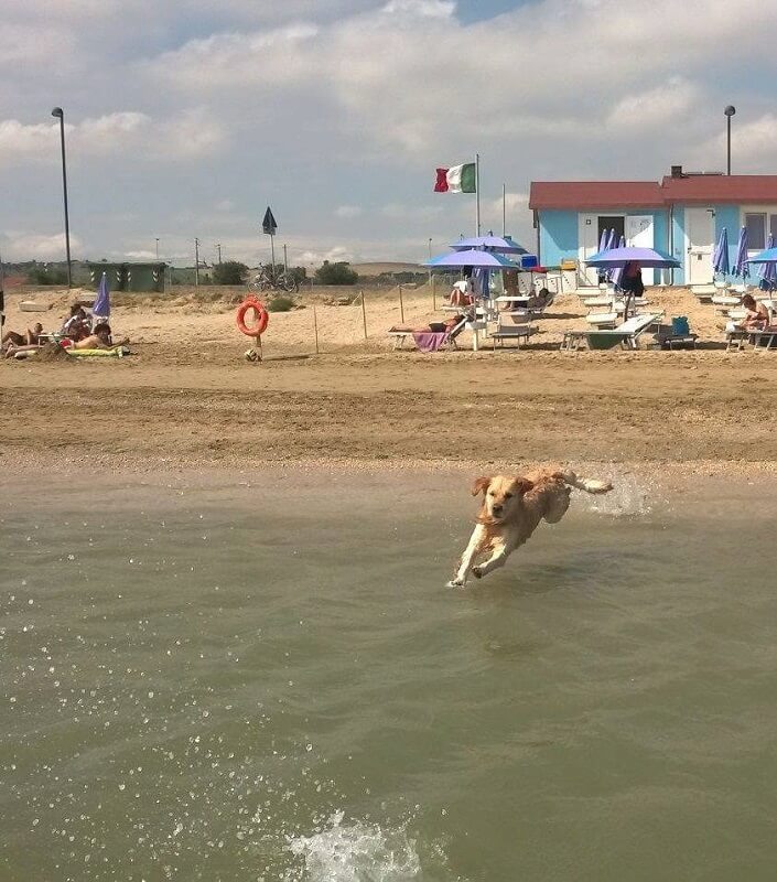 Guardate come il cane si diverte a giocare nell'acqua del mare, presso "Islamorada DOG Beach"