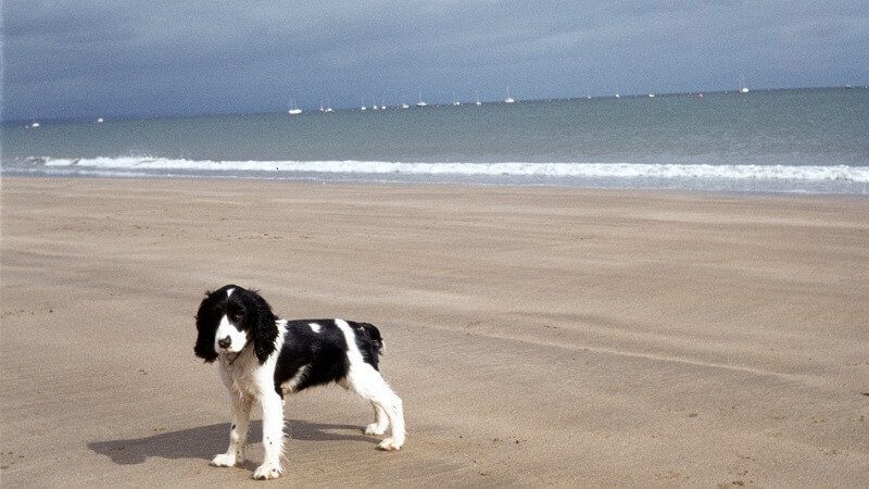 Come curare il proprio cane quando lo portiamo in spiaggia