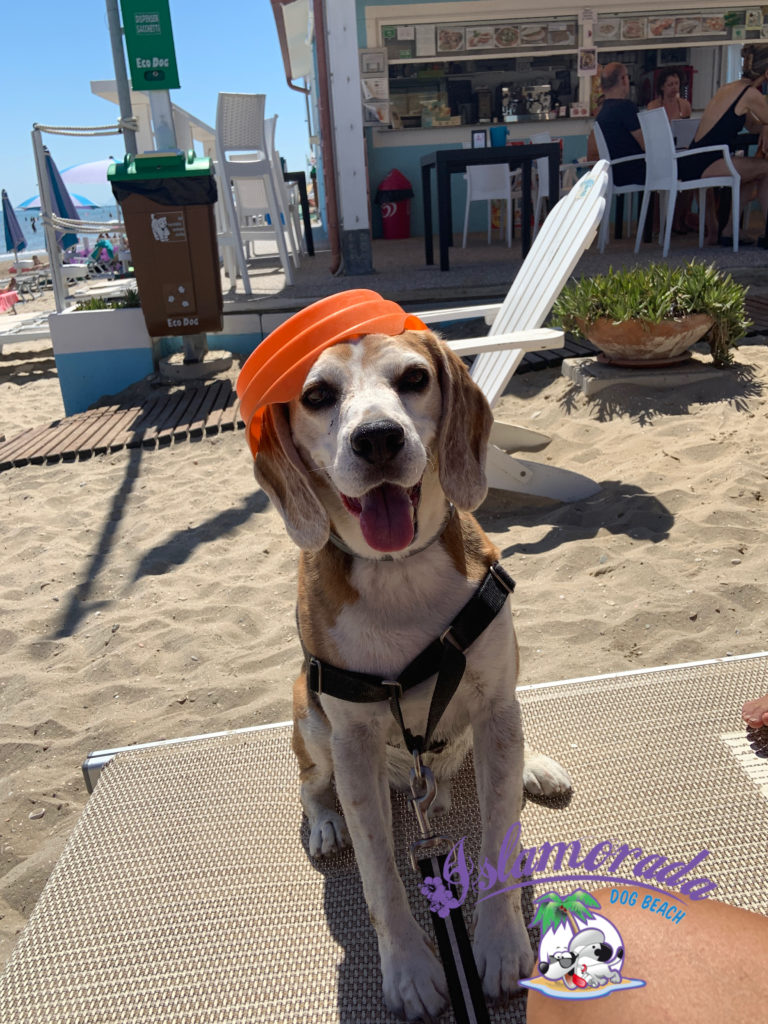 Giornata con il cane al sicuro in spiaggia