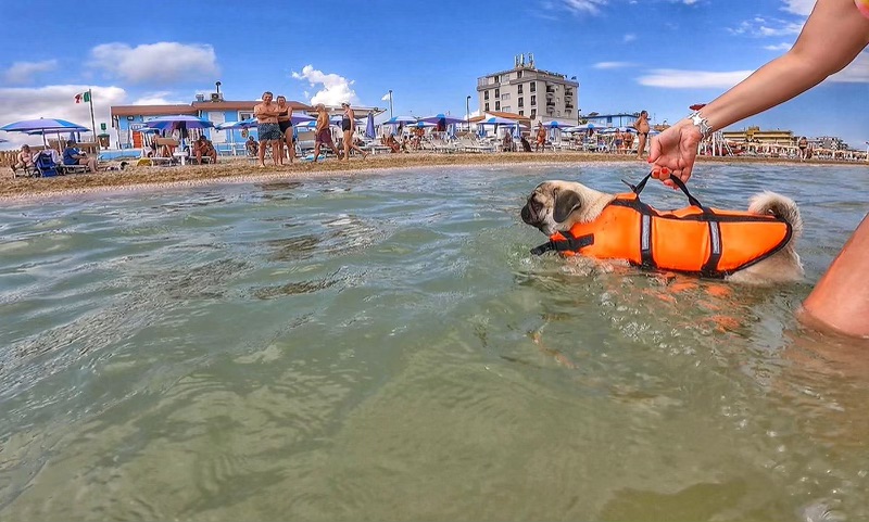 Come proteggere il cane in spiaggia