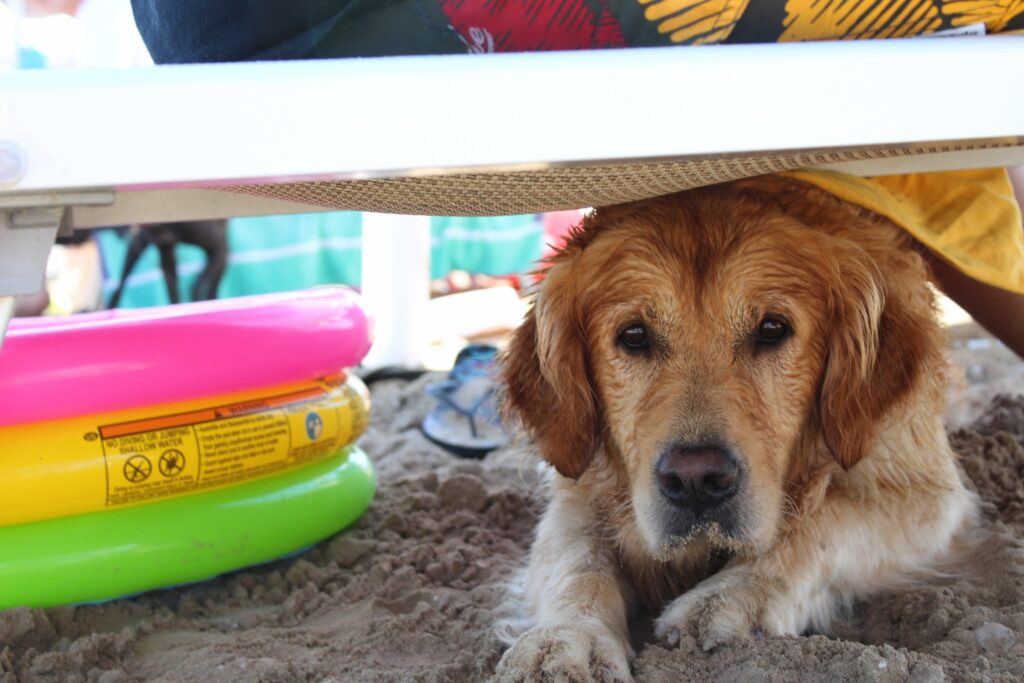 Addestra il tuo cane prima di portarlo al mare