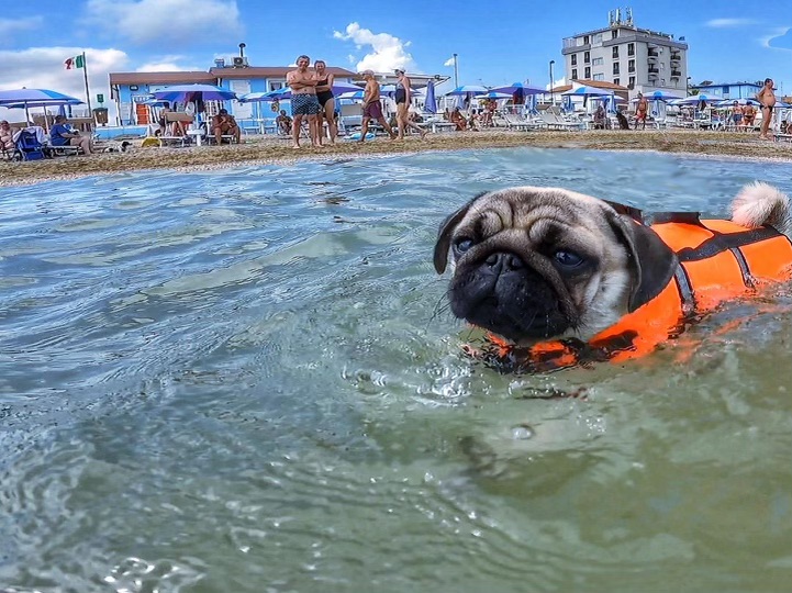 I benefici di portare un cane al mare