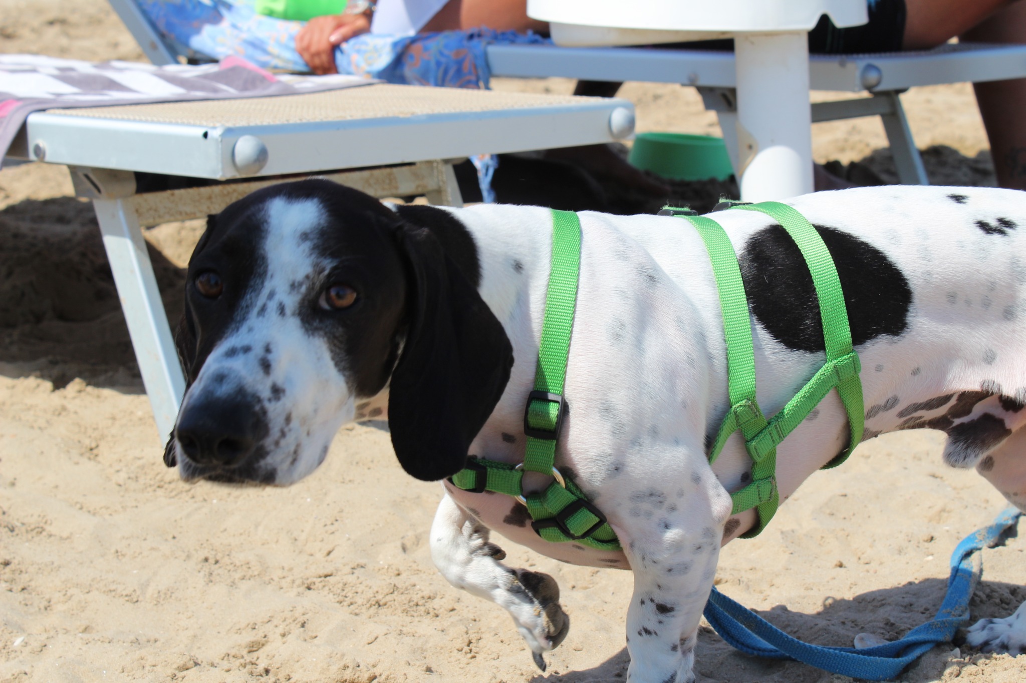 Tracciamento e tech GPS per cani