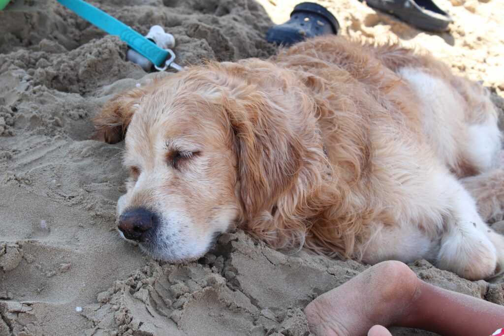 Attività che il cane può fare al mare