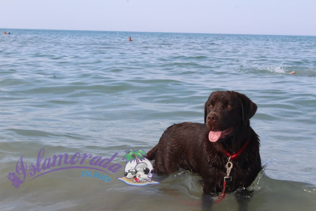 Sicurezza del cane in acqua